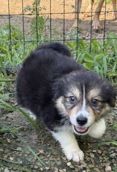 Rescue Australian Shepherd Dogs for Adoption in Crossville, Tennessee - ZOEY | PetCurious