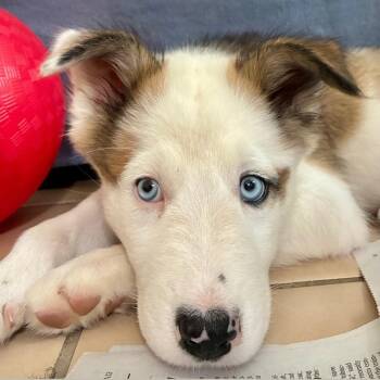 Odysseus -  Husky and Mixed Breed Dog for Adoption in Richmond, Virginia - Odysseus | PetCurious