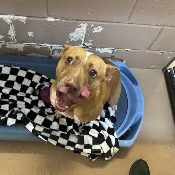 Honey Bunn -  Mixed Breed and Pit Bull Terrier Dog for Adoption in Jacksboro, Tennessee - Honey Bunn | PetCurious