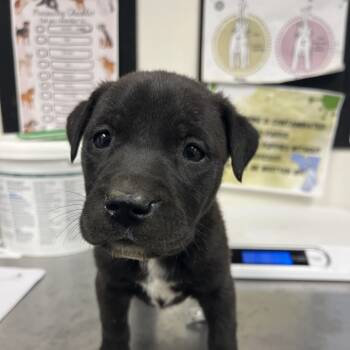 Rescue Labrador Retriever Dogs for Adoption in Parrish, Alabama - Flower | PetCurious