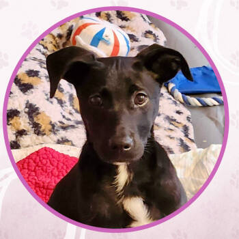 Rescue Mixed Breed Dogs for Adoption in Toms River, New Jersey - Elm | PetCurious