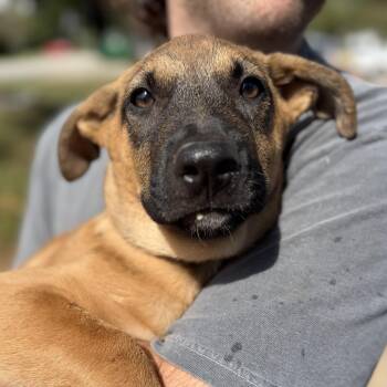 Rudy -  Mixed Breed Dog for Adoption in Columbia, South Carolina - Rudy | PetCurious