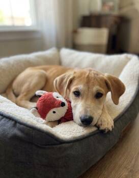 **ROLLY** -  Labrador Retriever Dog for Adoption in North Prairie, Wisconsin - **ROLLY** | PetCurious