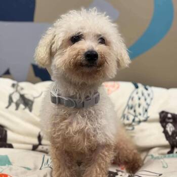 Fuzzy -  Bichon Frise Dog for Adoption - Fuzzy | PetCurious