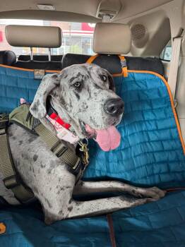 Great Dane Dogs Available for Adoption in Mesa, Arizona - Aurora | PetCurious