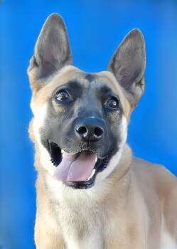 German Shepherd Dog Dogs Available for Adoption in Pasadena, California - JILLY | PetCurious