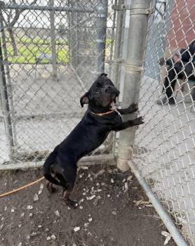 Pit Bull Terrier Dogs Available for Adoption - Banjo  | PetCurious