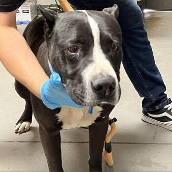 Blackie -  Pit Bull Terrier and Mixed Breed Dog for Adoption in Yuma, Arizona - Blackie | PetCurious