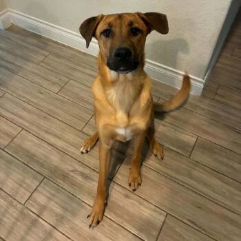 Link aka Leroy RW -  German Shepherd Dog and Mixed Breed Dog for Adoption in Austin, Texas - Link Aka Leroy RW | PetCurious