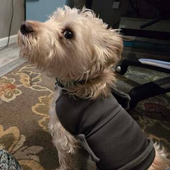 Maltese and Poodle Dogs Available for Adoption in Gulfport, Mississippi - Maxx Rebo | PetCurious