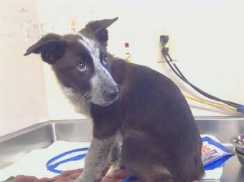 Australian Cattle Dog Blue Heeler Dogs Available for Adoption in Sacramento, California - MATILDA | PetCurious