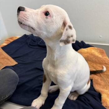 Clyde -  Mixed Breed Dog for Adoption in Park City, Utah - Clyde | PetCurious