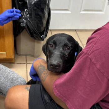 Rescue Labrador Retriever and Mixed Breed Dogs for Adoption in Starkville, Mississippi - Pippin | PetCurious