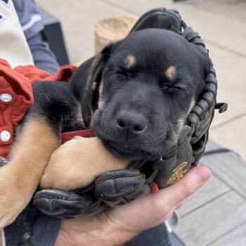 Ares -  Labrador Retriever Dog for Adoption in Richmond, Virginia - Ares | PetCurious