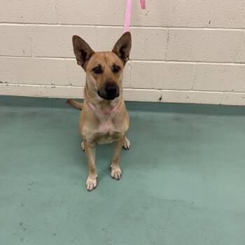 Rescue Mixed Breed Dogs for Adoption in Memphis, Tennessee - Olivia | PetCurious