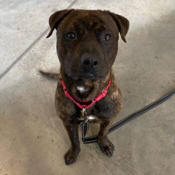Mixed Breed Dogs Available for Adoption in Pittsburgh, Pennsylvania - Jughead | PetCurious