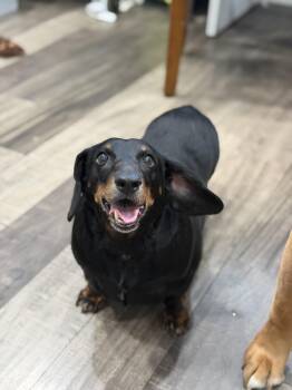 Flap Jack -  Dachshund Dog for Adoption in Mahwah, New Jersey - Flap Jack | PetCurious