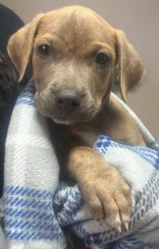NUGGET -  Mastiff and Mixed Breed Dog for Adoption in Redlands, California - NUGGET | PetCurious