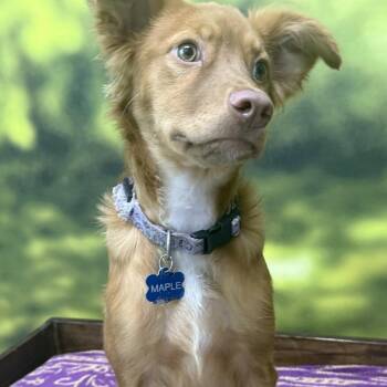 Maple -  Mixed Breed Dog for Adoption in Auburn, New Hampshire - Maple | PetCurious