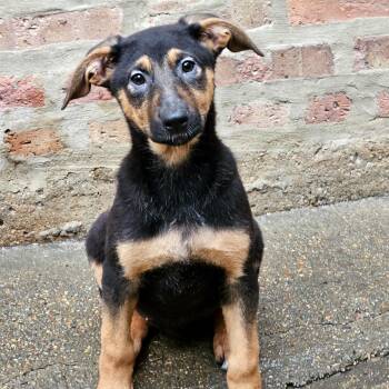 German Shepherd Dog and Doberman Pinscher Dogs Available for Adoption in Chicago, Illinois - Bonsai | PetCurious