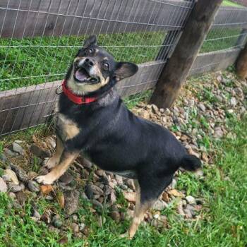 Roxie 5852 D -  Corgi and Mixed Breed Dog for Adoption in Frankfort, Kentucky - Roxie 5852 D | PetCurious