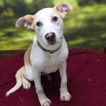 Mixed Breed Dogs Available for Adoption - Juke | PetCurious