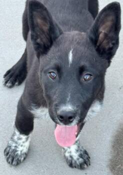 Australian Cattle Dog Blue Heeler and Cattle Dog Dogs Available for Adoption - Schmidt | PetCurious