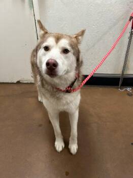 Zelda -  Husky and Alaskan Malamute Dog for Adoption in Chico, California - Zelda | PetCurious