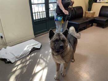 Rescue Akita Dogs for Adoption in Pasadena, California - A525205 | PetCurious
