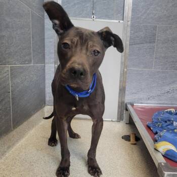 Mixed Breed Dogs Available for Adoption in Cooperstown, New York - Yankee  | PetCurious