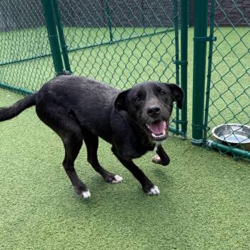 Space 1707 -  Labrador Retriever and Mixed Breed Dog Available for Adoption in Loxahatchee Groves, Florida - Space 1707 | PetCurious