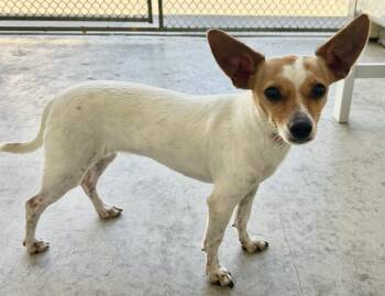 Chiquis -  Chihuahua and Jack Russell Terrier Dog for Adoption in Salinas, California - Chiquis | PetCurious