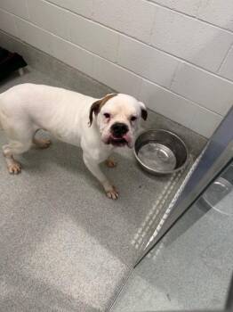 American Bulldog Dogs Available for Adoption - CHARLIE | PetCurious