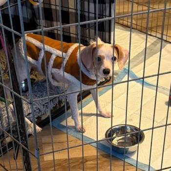 Mixed Breed Dogs Available for Adoption in State College, Pennsylvania - Macho Mocha | PetCurious