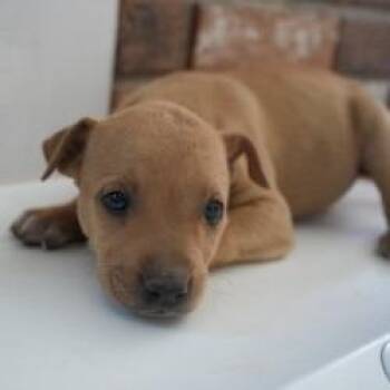 Mixed Breed Dogs Available for Adoption in Bellingham, Washington - Hashbrown | PetCurious