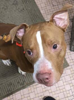 Astro -  Mixed Breed Dog for Adoption in Mckeesport, Pennsylvania - Astro | PetCurious