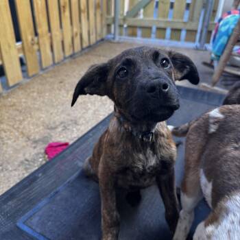Shepherd and Mixed Breed Dogs Available for Adoption - Potter | PetCurious