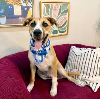 Luke Buddy Sweet Lover Boy -  Pit Bull Terrier and Labrador Retriever Dog for Adoption in Friendswood, Texas - Luke Buddy Sweet Lover Boy | PetCurious