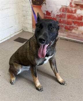Belgian Shepherd Malinois Dogs Available for Adoption in San Bernardino, California - LALO | PetCurious