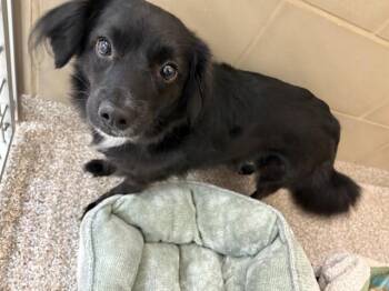 POE -  Chihuahua and Mixed Breed Dog for Adoption in Pueblo, Colorado - POE | PetCurious