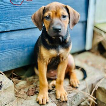 Cobbler -  Hound Dog for Adoption in Wake Forest, North Carolina - Cobbler | PetCurious