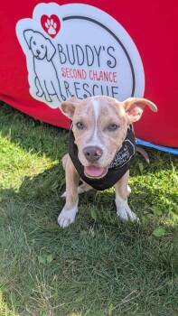 Thor -  Pit Bull Terrier Dog for Adoption - Thor | PetCurious