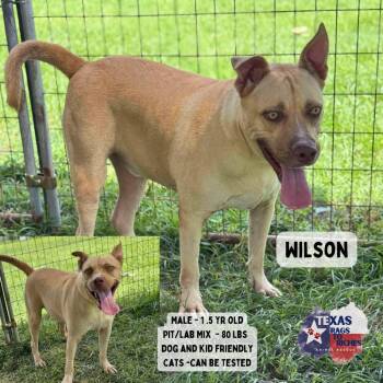 Wilson -  Pit Bull Terrier Dog for Adoption in Anahuac, Texas - Wilson | PetCurious