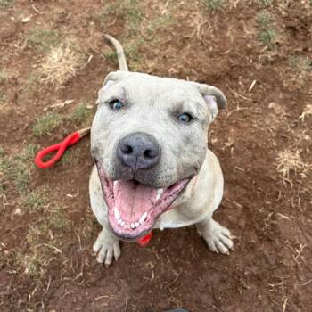 Pit Bull Terrier Dogs Available for Adoption - Diesel | PetCurious