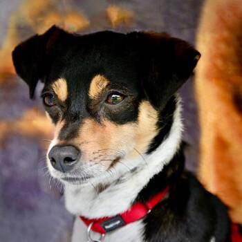 Mika (MI) -  Rat Terrier Dog Available for Adoption in Atlanta, Georgia - Mika (MI) | PetCurious