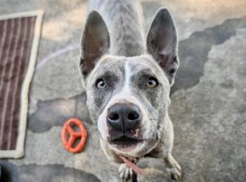 ZARA -  Mixed Breed Dog for Adoption in Charlotte, North Carolina - ZARA | PetCurious