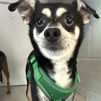 Mayo -  Chihuahua and Terrier Dog for Adoption in Pacific Grove, California - Mayo | PetCurious