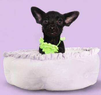 Oakland -  Chihuahua Dog for Adoption in Phoenix, Arizona - Oakland | PetCurious