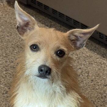 Pinky -  Terrier and Chihuahua Dog for Adoption in Hondo, Texas - Pinky | PetCurious