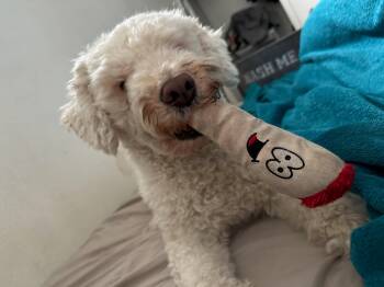Rescue Maltipoo Dogs for Adoption in Tustin, California - 7 YEAR OLD MALITPOO | PetCurious